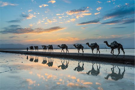 Camels loaded with pan of salt walking through a salt lake at sunset, Danakil depression, Ethiopia, Africa Photographie de stock - Rights-Managed, Code: 841-09055281