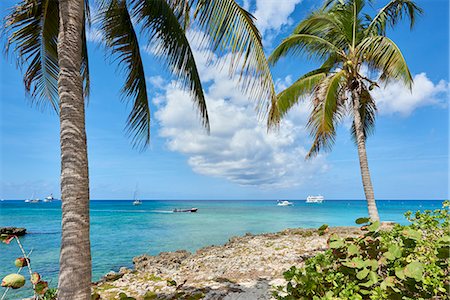 simsearch:841-06807154,k - Turquoise water framed by coconut trees, in George Town, Cayman Islands, West Indies, Caribbean, Central America Stock Photo - Rights-Managed, Code: 841-09055377