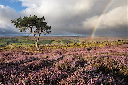 Rainbow and lone tree with colourful heather above the village of Fremington, Swaledale, Yorkshire Dales, North Yorkshire, England, United Kingdom, Europe Stock Photo - Rights-Managed, Code: 841-09055397