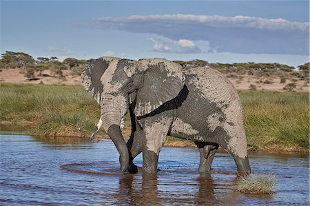 simsearch:841-07355047,k - African Elephant (Loxodonta africana), male, Ngorongoro Conservation Area, Tanzania, East Africa, Africa Fotografie stock - Rights-Managed, Codice: 841-09055497