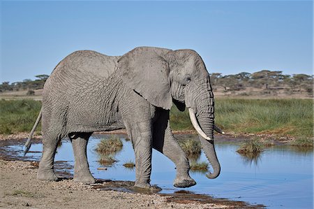 African Elephant (Loxodonta africana), male, Ngorongoro Conservation Area, Tanzania, East Africa, Africa Foto de stock - Con derechos protegidos, Código: 841-09055493