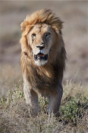 simsearch:841-09194668,k - Lion (Panthera leo), Ngorongoro Conservation Area, Tanzania, East Africa, Africa Foto de stock - Con derechos protegidos, Código: 841-09055501