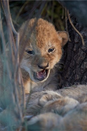 simsearch:841-07355021,k - Lion (Panthera leo) cub, Ngorongoro Conservation Area, Tanzania, East Africa, Africa Foto de stock - Con derechos protegidos, Código: 841-09055502