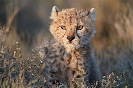 simsearch:841-07355047,k - Cheetah (Acinonyx jubatus) cub, Ngorongoro Conservation Area, Tanzania, East Africa, Africa Fotografie stock - Rights-Managed, Codice: 841-09055503