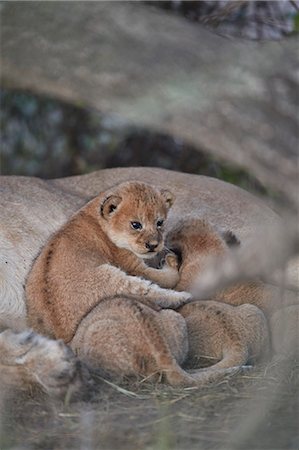 simsearch:841-09204061,k - Lion (Panthera leo) cubs about four weeks old, Ngorongoro Conservation Area, Tanzania, East Africa, Africa Photographie de stock - Rights-Managed, Code: 841-09055514