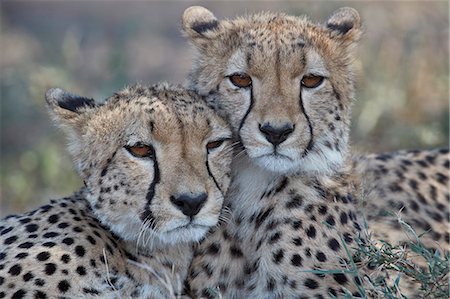 simsearch:841-03060833,k - Two Cheetah (Acinonyx jubatus), Ngorongoro Conservation Area, Tanzania, East Africa, Africa Photographie de stock - Rights-Managed, Code: 841-09055515