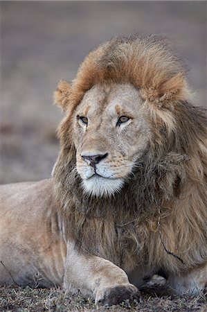 Lion (Panthera leo), Ngorongoro Conservation Area, Tanzania, East Africa, Africa Foto de stock - Con derechos protegidos, Código: 841-09055516