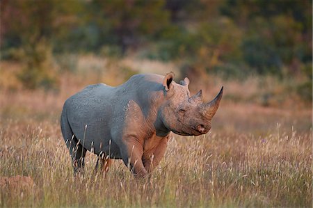 Black Rhinoceros (hook-lipped rhinoceros) (Diceros bicornis), Mountain Zebra National Park, South Africa, Africa Photographie de stock - Rights-Managed, Code: 841-09055526