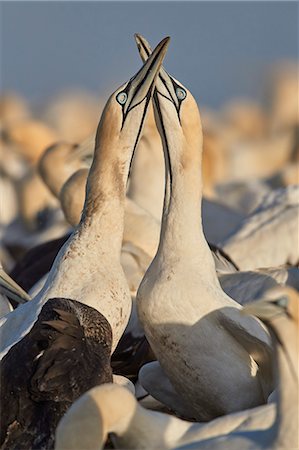 Cape Gannet (Morus capensis) pair necking as part of courtship, Bird Island, Lambert's Bay, South Africa, Africa Stockbilder - Lizenzpflichtiges, Bildnummer: 841-09055522