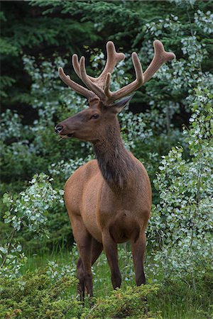 Bull Elk with velvet covered antlers in Jasper National Park, UNESCO World Heritage Site, Alberta, Canada, North America Photographie de stock - Rights-Managed, Code: 841-09059901