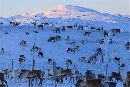 reno - Reindeer grazing, Riskgransen, Norbottens Ian, Lapland, Sweden, Scandinavia, Europe Foto de stock - Direito Controlado, Número: 841-09059914