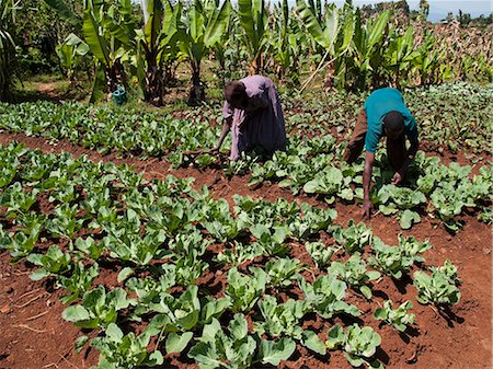 Husband and wife tend to their field of cabbages, Ethiopia, Africa Stock Photo - Rights-Managed, Code: 841-09059924