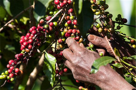 rubiaceae - A man picks some red coffee beans from a coffee plant, Ethiopia, Africa Foto de stock - Con derechos protegidos, Código: 841-09059925