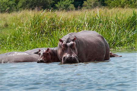 An adult and baby hippo in the shallows near the bank of the River Nile, Uganda, Africa Foto de stock - Con derechos protegidos, Código: 841-09059920