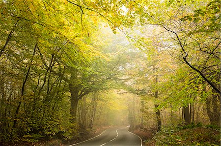 Country road cutting through deciduous autumnal woodland on a misty morning, Limpsfield Chart, Oxted, Surrey, England, United Kingdom, Europe Foto de stock - Con derechos protegidos, Código: 841-09059963