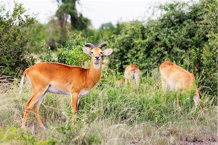 Ugandan Kob (Kobus kob thomasi), Queen Elizabeth National Park, Uganda, Africa Foto de stock - Con derechos protegidos, Código: 841-09059986