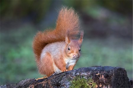 Red squirrel (Sciurus vulgaris), Eskrigg Nature Reserve, Lockerbie, Scotland, United Kingdom, Europe Photographie de stock - Rights-Managed, Code: 841-09059996