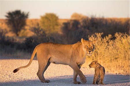 simsearch:841-09135384,k - Lion (Panthera leo) with cub, Kgalagadi Transfrontier Park, Northern Cape, South Africa, Africa Foto de stock - Con derechos protegidos, Código: 841-09059999