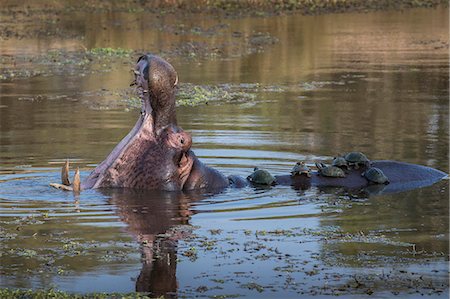 simsearch:841-09155221,k - Hippopotamus (Hippopotamus amphibius) with terrapins, Kruger National Park, South Africa, Africa Stock Photo - Rights-Managed, Code: 841-09060004