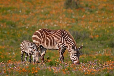 Cape mountain zebra (Equus zebra zebra) among wildflowers, West Coast National Park, South Africa, Africa Stockbilder - Lizenzpflichtiges, Bildnummer: 841-09060005