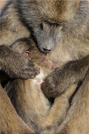 Chacma baboon (Papio ursinus) with baby, Kruger National Park, South Africa, Africa Stockbilder - Lizenzpflichtiges, Bildnummer: 841-09060001