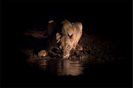 simsearch:841-09077118,k - Lioness (Panthera leo) drinking at night, Zimanga Private Game Reserve, KwaZulu-Natal, South Africa, Africa Photographie de stock - Rights-Managed, Code: 841-09060002