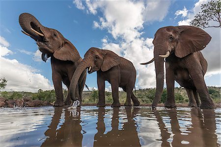 elephant standing - Elephants (Loxodonta africana) drinking, Zimanga Private Game Reserve, KwaZulu-Natal, South Africa, Africa Stock Photo - Rights-Managed, Code: 841-09060003