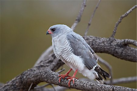 simsearch:841-08821730,k - Gabar goshawk (Micronisus gabar), Kruger National Park, South Africa, Africa Photographie de stock - Rights-Managed, Code: 841-09060017