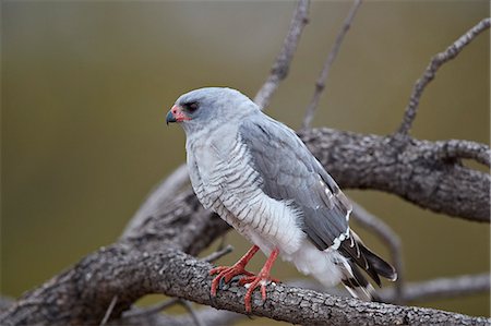 simsearch:841-05960968,k - Gabar goshawk (Micronisus gabar), Kruger National Park, South Africa, Africa Stock Photo - Rights-Managed, Code: 841-09060017