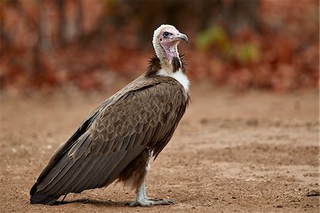 simsearch:841-09060018,k - Hooded vulture (Necrosyrtes monachus), Kruger National Park, South Africa, Africa Foto de stock - Con derechos protegidos, Código: 841-09060018