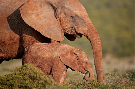 Two dirt-covered African elephant (Loxodonta africana), Addo Elephant National Park, South Africa, Africa Stock Photo - Rights-Managed, Code: 841-09060011