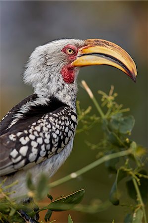 simsearch:841-09060017,k - Southern yellow-billed hornbill (Tockus leucomelas), Kruger National Park, South Africa, Africa Photographie de stock - Rights-Managed, Code: 841-09060012