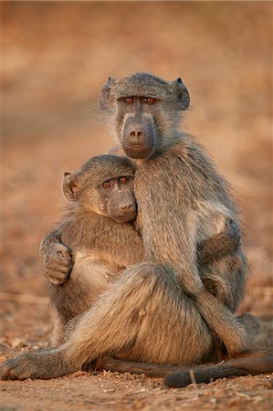 simsearch:841-09060022,k - Chacma Baboon (Papio ursinus) comforting a young one, Kruger National Park, South Africa, Africa Photographie de stock - Rights-Managed, Code: 841-09060013