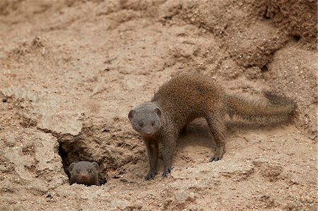 simsearch:841-08279125,k - Dwarf Mongoose (Helogale parvula), two at burrow, Kruger National Park, South Africa, Africa Photographie de stock - Rights-Managed, Code: 841-09060024