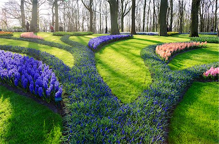 Green gardens of flowers in bloom in spring at the Keukenhof Botanical Garden, Lisse, South Holland, The Netherlands, Europe Foto de stock - Con derechos protegidos, Código: 841-09076756