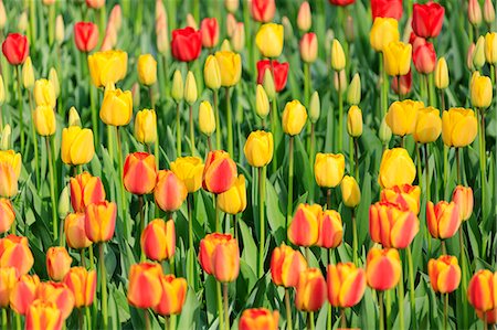 Multicolored tulips in bloom at the Keukenhof Botanical Garden, Lisse, South Holland, The Netherlands, Europe Stock Photo - Rights-Managed, Code: 841-09076759