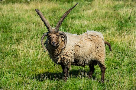 rare - Four-horned Manx Loaghtan sheep (Ovis aries) in the living museum Cregneash village, Isle of Man, crown dependency of the United Kingdom, Europe Stock Photo - Rights-Managed, Code: 841-09076777