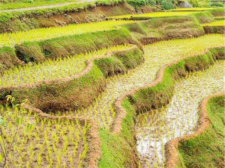 Rice terraces on a steep hill, Tana Toraja, Sulawesi, Indonesia, Southeast Asia, Asia Photographie de stock - Rights-Managed, Code: 841-09076885