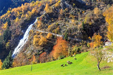 Herd of cows grazing at the foot of the waterfall, Parcines Waterfall, Parcines, Val Venosta, Alto Adige-Sudtirol, Italy, Europe Photographie de stock - Rights-Managed, Code: 841-09076935