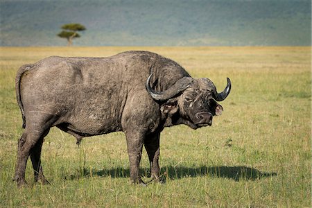 Lone male Cape buffalo (Syncerus caffer) in the Masai Mara, Kenya, East Africa, Africa Foto de stock - Con derechos protegidos, Código: 841-09076943