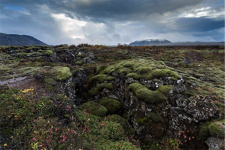 Mossy landscape with fissures, Pingvellir (Thingvellir) National Park, UNESCO World Heritage Site, near Reykjavik, Iceland, Polar Regions Foto de stock - Con derechos protegidos, Código: 841-09076994