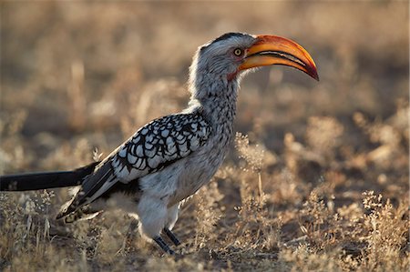 simsearch:841-08821730,k - Southern yellow-billed hornbill (Tockus leucomelas), Kgalagadi Transfrontier Park, South Africa, Africa Photographie de stock - Rights-Managed, Code: 841-09077114