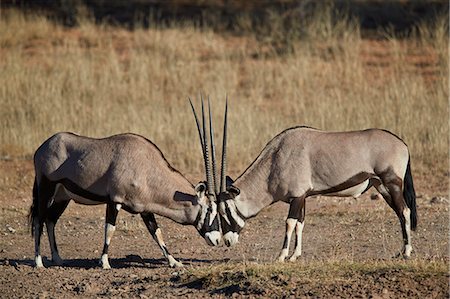 Gemsbok (South African Oryx) (Oryx gazella) sparring, Kgalagadi Transfrontier Park, South Africa, Africa Photographie de stock - Rights-Managed, Code: 841-09077112