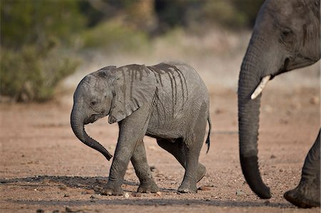 simsearch:841-09155198,k - African elephant (Loxodonta africana) baby, Kruger National Park, South Africa, Africa Stockbilder - Lizenzpflichtiges, Bildnummer: 841-09077129