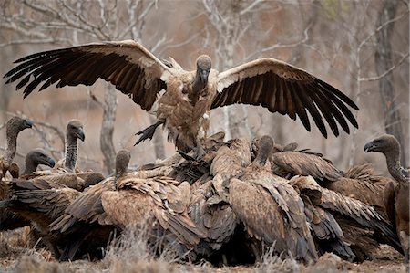 simsearch:841-09155187,k - African white-backed vulture (Gyps africanus) fighting at a carcass, Kruger National Park, South Africa, Africa Photographie de stock - Rights-Managed, Code: 841-09077139