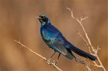simsearch:841-08821730,k - Burchell's glossy starling (Burchell's starling) (Lamprotornis australis), Kruger National Park, South Africa, Africa Photographie de stock - Rights-Managed, Code: 841-09077132