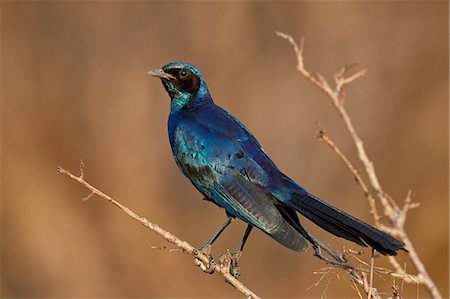 simsearch:6119-09062153,k - Burchell's glossy starling (Burchell's starling) (Lamprotornis australis), Kruger National Park, South Africa, Africa Stock Photo - Rights-Managed, Code: 841-09077132