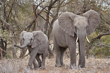 parc national kruger - African elephant (Loxodonta africana) adult and juvenile, Kruger National Park, South Africa, Africa Photographie de stock - Rights-Managed, Code: 841-09077133