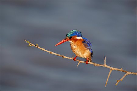 simsearch:841-08821730,k - Malachite kingfisher (Alcedo cristata), Kruger National Park, South Africa, Africa Photographie de stock - Rights-Managed, Code: 841-09077146