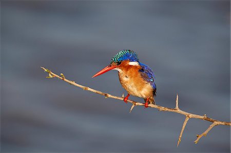 simsearch:841-09086422,k - Malachite kingfisher (Alcedo cristata), Kruger National Park, South Africa, Africa Photographie de stock - Rights-Managed, Code: 841-09077146